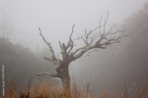 Tree wrapped in a morning mystery of mist