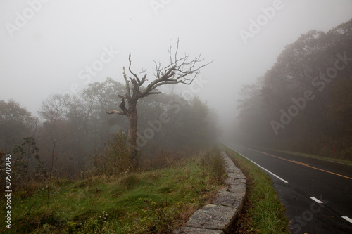 Road through the mist
