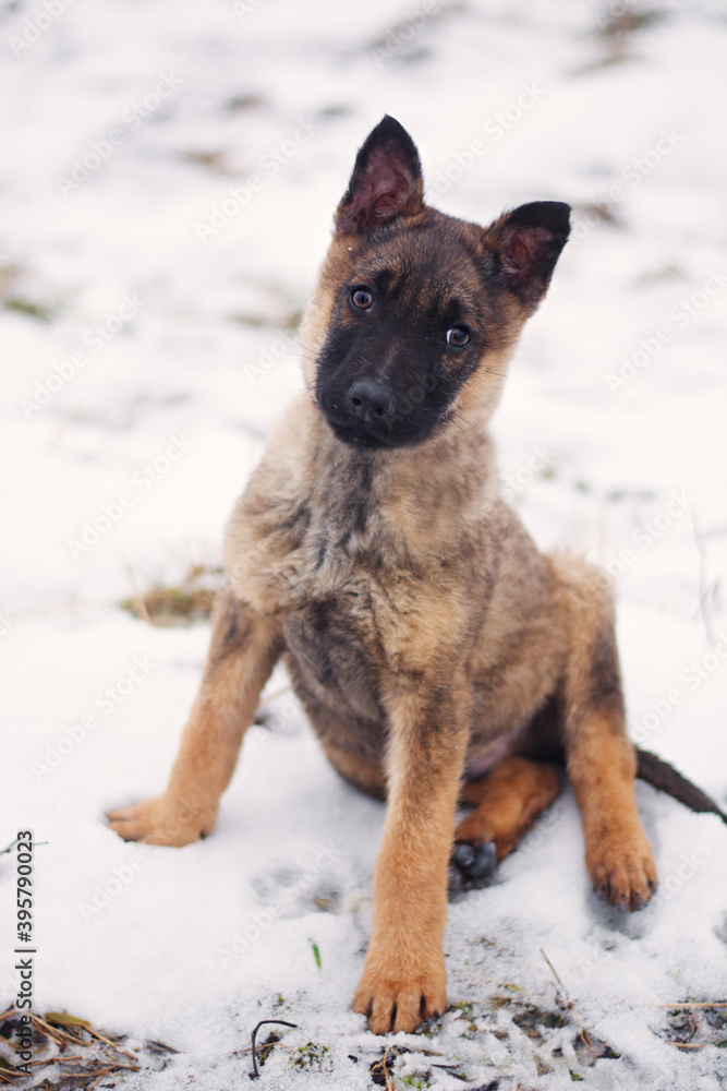 Cute german shepherd puppy dog portrait Cute german shepherd puppy dog portrait