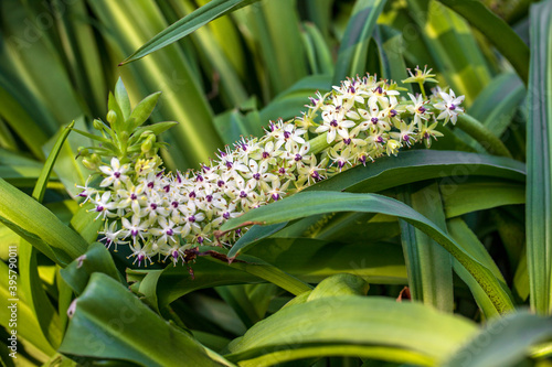 View of flowering eucomis pineapple lilies plant