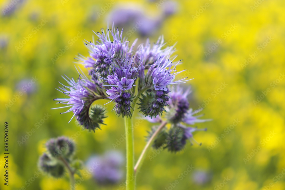 Purple flower growing on a spring day in a field of rapeseed between Potzbach and Lohnsfeld, Germany. Purple flower growing on a spring day in a field of rapeseed between Potzbach and Lohnsfeld, Germany.