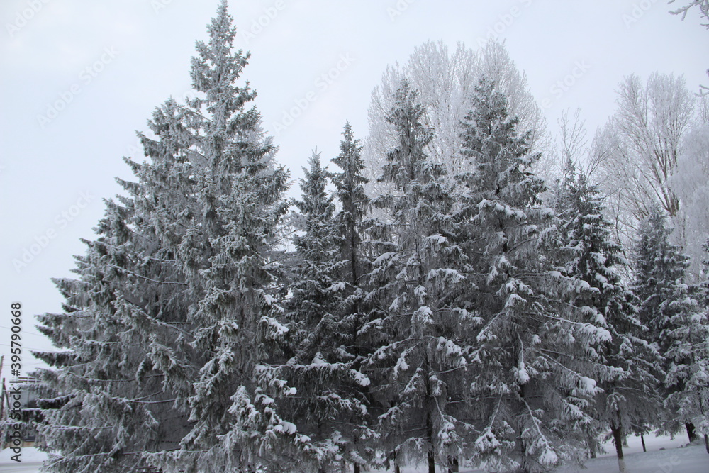 Fototapeta premium snow on the branches of Christmas trees and trees
