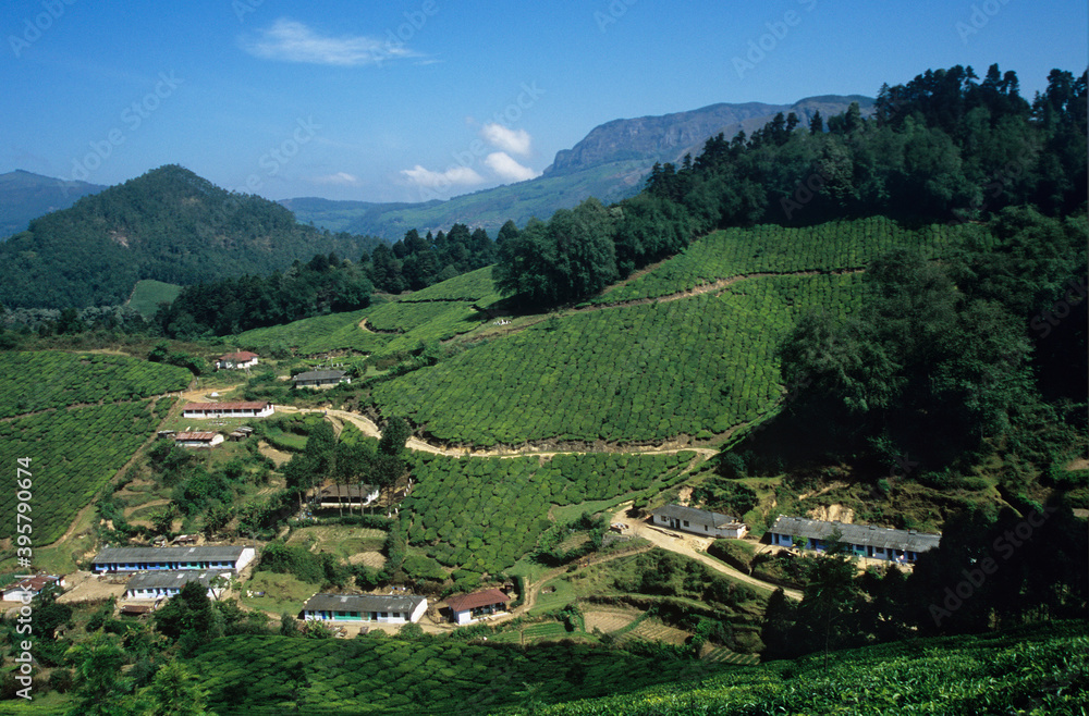 Tea plantation elevated view