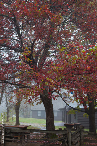 Fototapeta Naklejka Na Ścianę i Meble -  Fall Tree colors outdoors