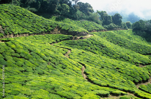 Tea plantation © moodboard
