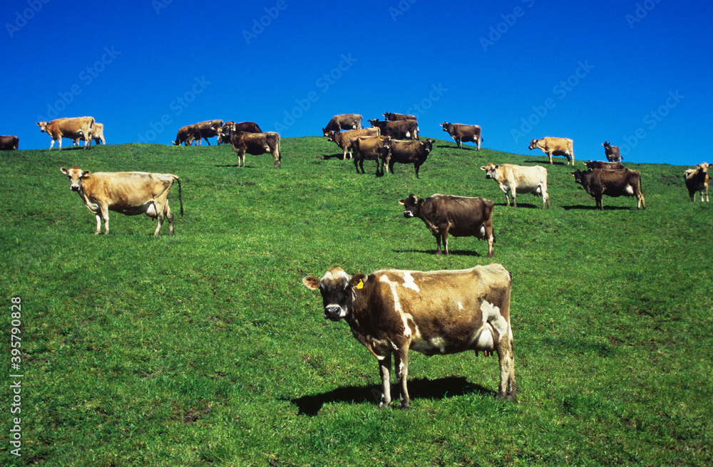 Fototapeta premium Cows in field on hill
