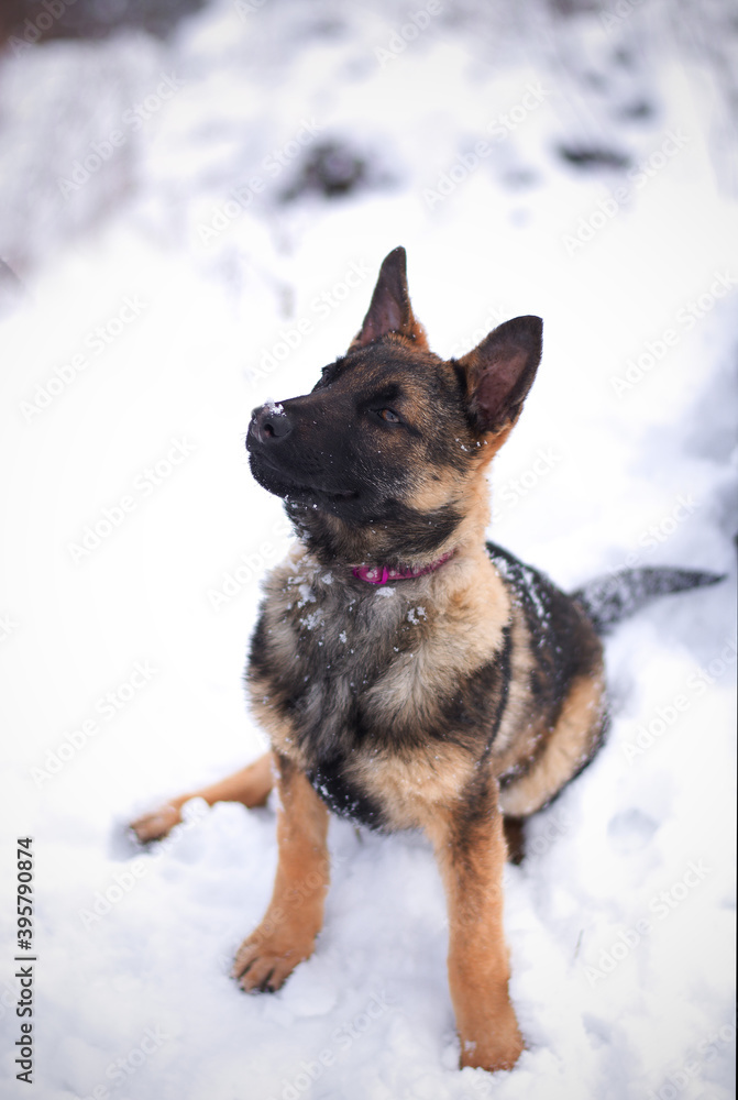 Cute german shepherd puppy dog portrait Cute german shepherd puppy dog portrait