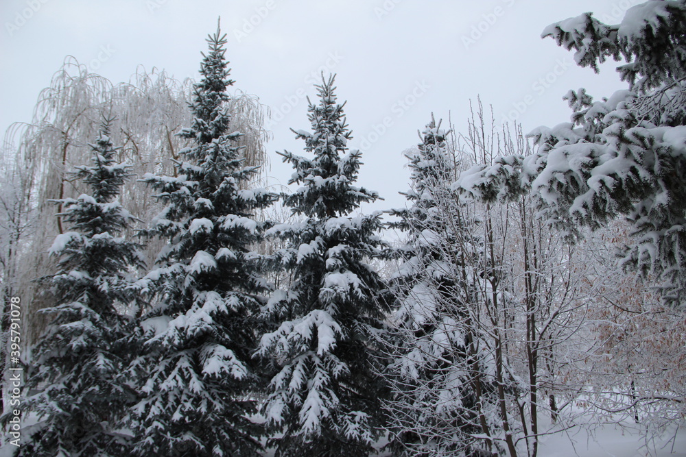 snow on the branches of Christmas trees and trees snow on the branches of Christmas trees and trees