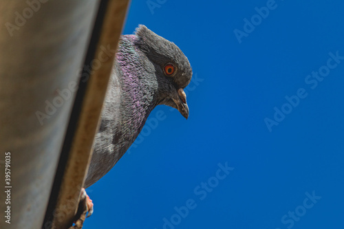 Pigeon photo