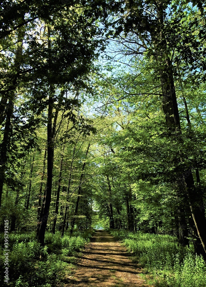 Obraz premium Wald, Pfad, grün