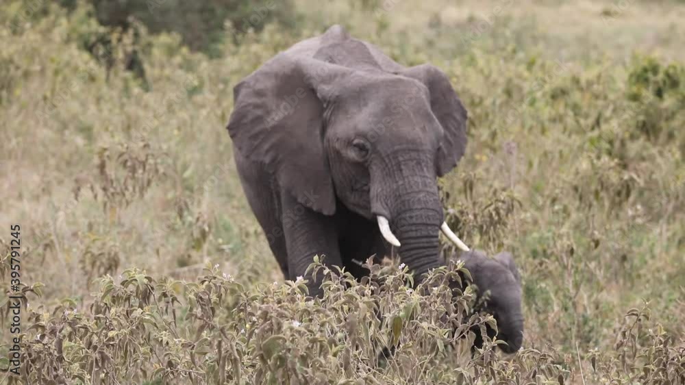 Animals in Tanzania Africa video Elephants Animals in Tanzania Africa video Elephants