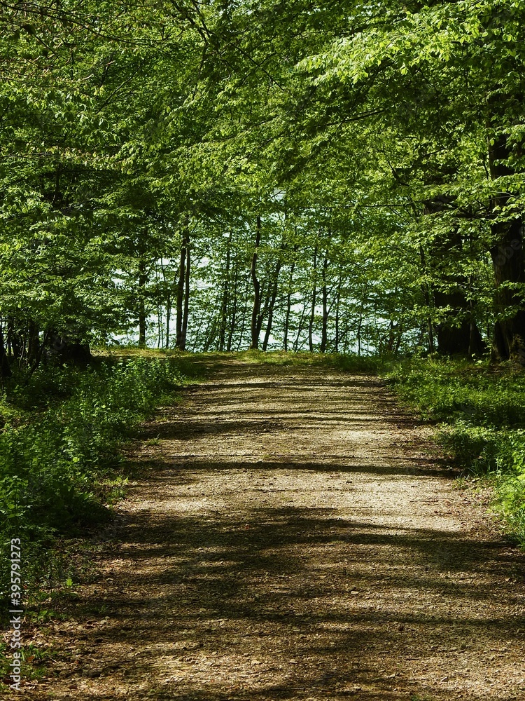 Obraz premium Wald, Pfad, grün