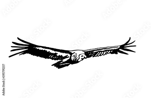 Vector vulture flying isolated on white background, bird.
