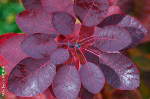 Purple smoke bush leaves in the Fall photo