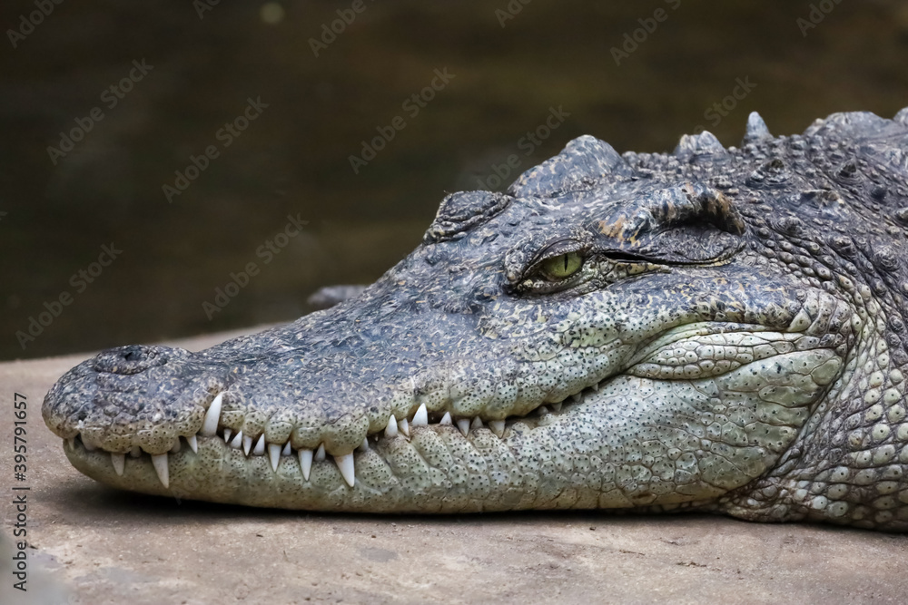 Close up head crocodile is show eye in thailand. Close up head crocodile is show eye in thailand.