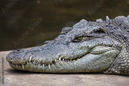 Close up head crocodile is show eye in thailand.