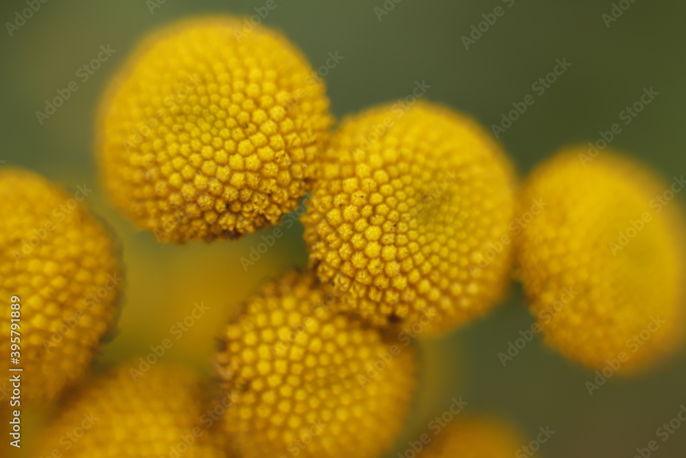 żółte kwiatki makro jesień - obrazy, fototapety, plakaty 