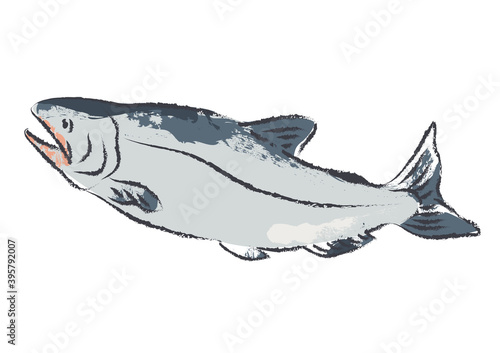 筆で描いたような鮭のイラスト