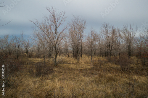 Beautiful autumn landscape in the steppe. Trees and grass. Forest Steppe. Blue Sky. Elm. November