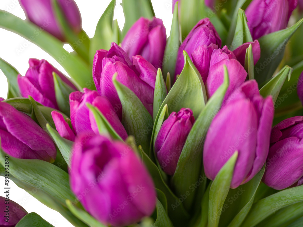 Obraz premium many yellow tulips