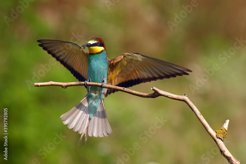 The European bee-eater (Merops apiaster) landing on a stick with prey in its beak © Karlos Lomsky