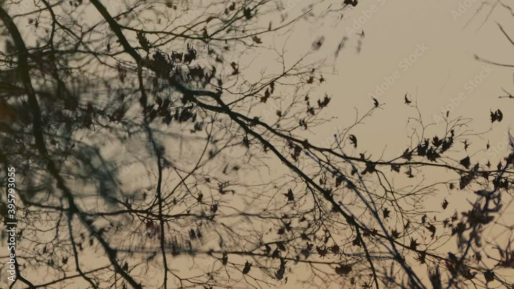 Tree Reflection In Pool On Rainy Afternoon