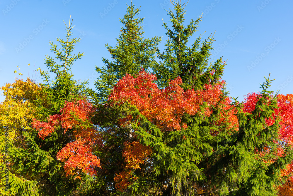 Autumn tree and green spruce, red and yellow foliage Autumn tree and green spruce, red and yellow foliage