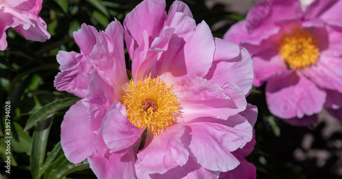 Banner beautiful pink peonies in the garden.