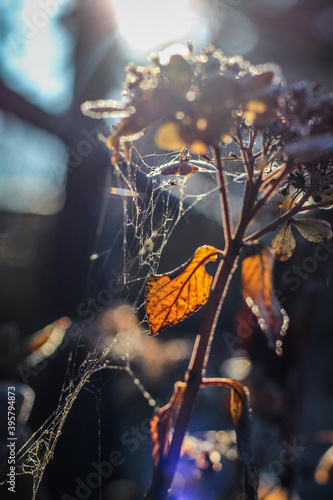 spider web in autumn sun