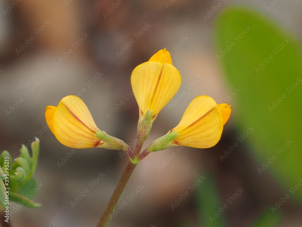 Fototapeta premium Wildflower (Coronilla repanda subsp. dura)