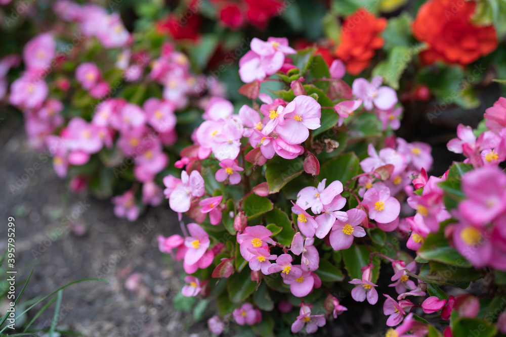 Begonia Semperflorens flowers at the garden Begonia Semperflorens flowers at the garden
