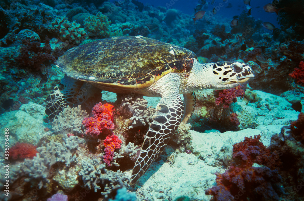 Fototapeta premium 13950017