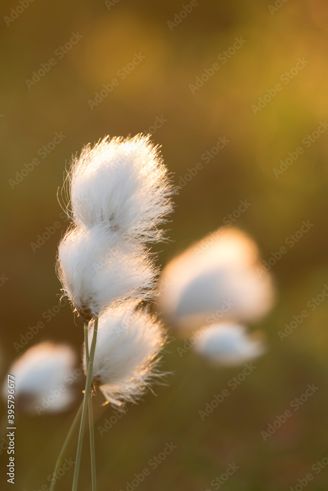 Obraz premium Seed heads of cotton grass (Eriophorum vaginatum) during summery sunset in Finnish nature