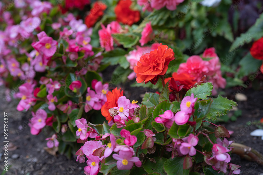 Beautiful Begonia flowers at the garden