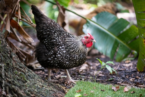 Silver laced orpington