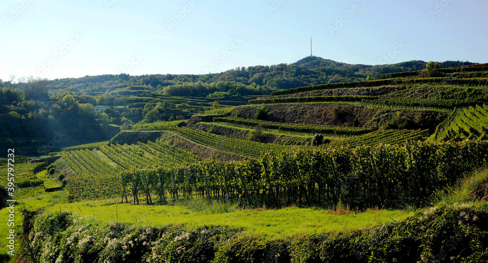 Rebenlandschaft im Schambachtal Rebenlandschaft im Schambachtal