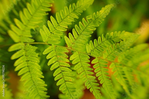 close up of fern, long leaves in a branch, autumn, green, nature, spring