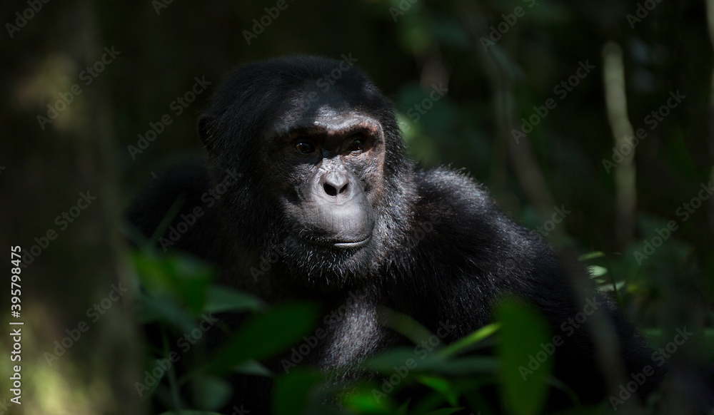 Portrait of wild free chimpanzee ape Portrait of wild free chimpanzee ape