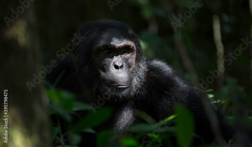 Portrait of wild free chimpanzee ape