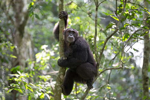 Portrait of wild free chimpanzee ape