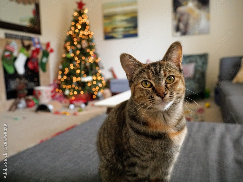 Pet cat on couch with Christmas trees and stockings in the background  