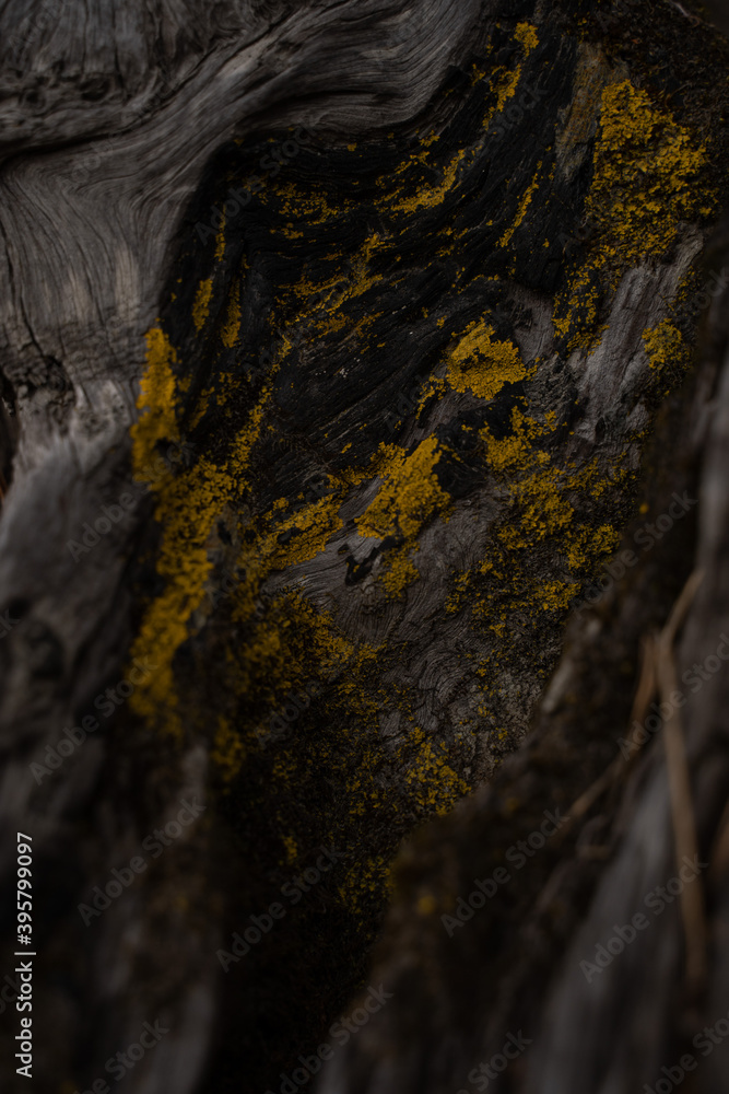 Dark wood texture with yellow moss