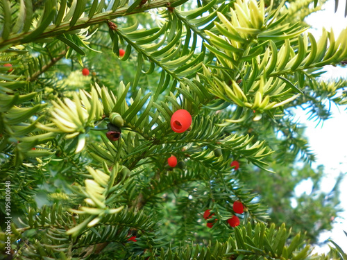 Yew Berry tree