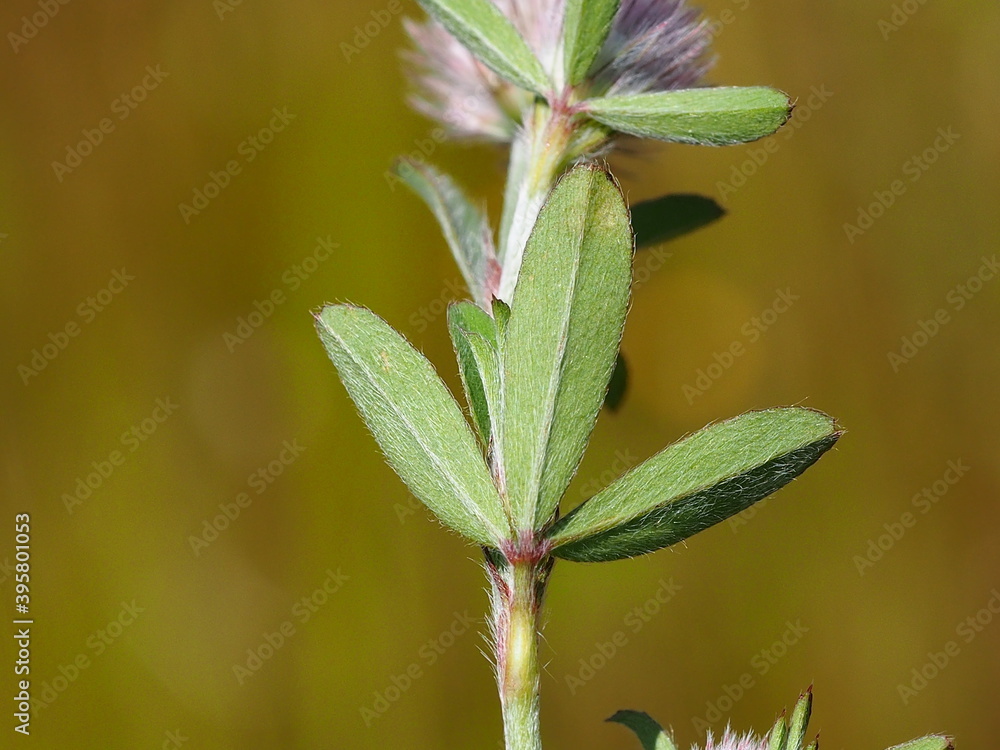 Rabbitfoot Clover (Trifolium arvense) Rabbitfoot Clover (Trifolium arvense)