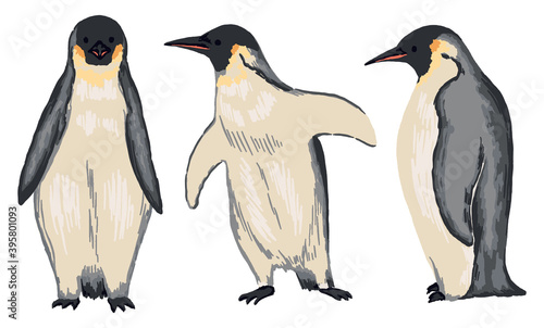 Cute emperor penguins set. Collection of hand drawn vector animals illustration. Realistic cartoon colored drawing of wild bird isolated on white. Elements for design  print  card  decor  stickers etc