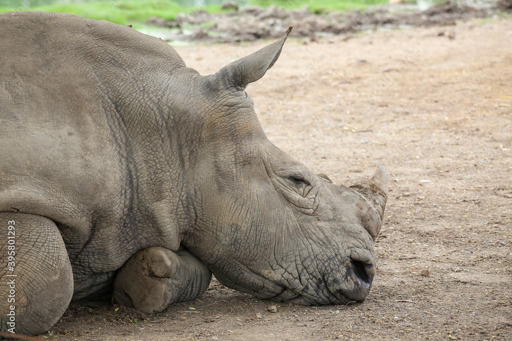 Fototapeta premium White Rhinoceros lying in the field