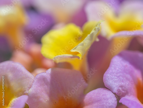 Close-up of a Lantana flower