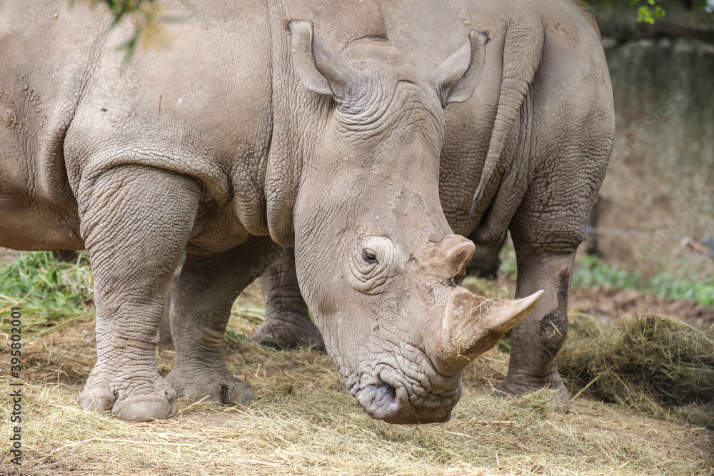 group of White Rhinoceros standing in the field group of White Rhinoceros standing in the field