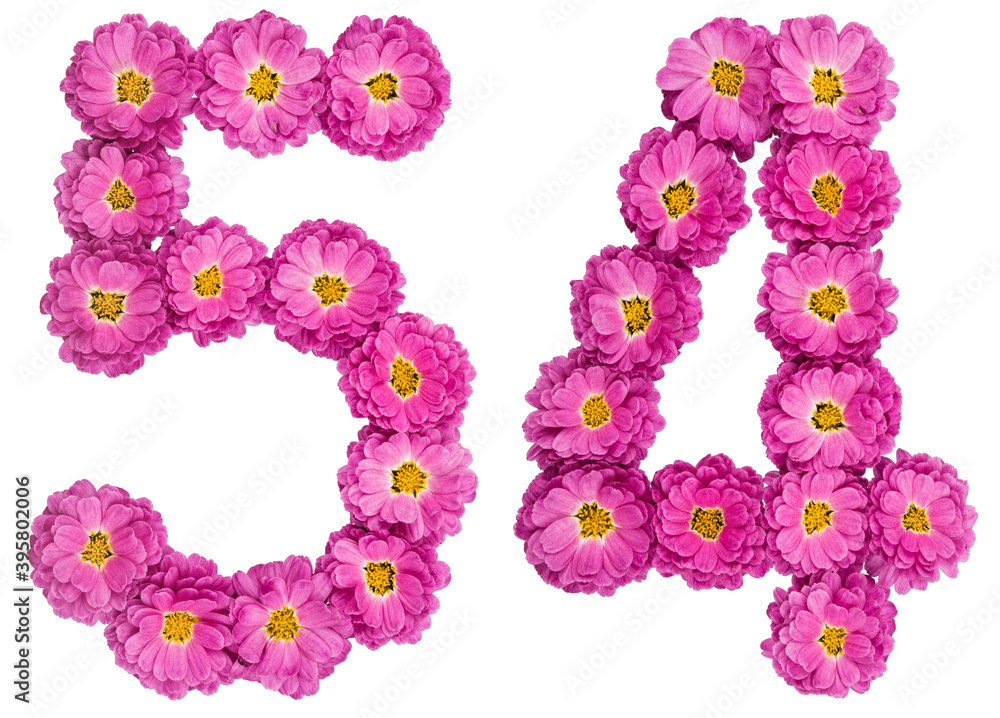 Arabic numeral 54, fifty four, from flowers of chrysanthemum, isolated on white background