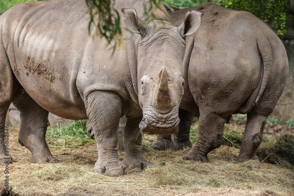 Naklejka premium group of White Rhinoceros standing and looking at camera in the field